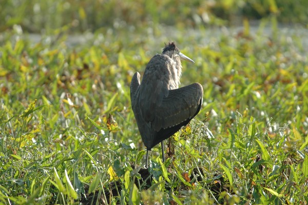 Blue Heron 1