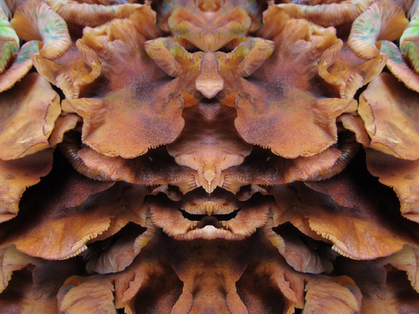 Fungus