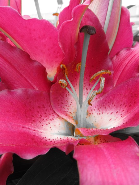 Red Lily