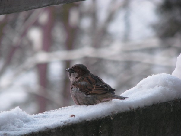 2010 SPARROW/SERIES/WINTER