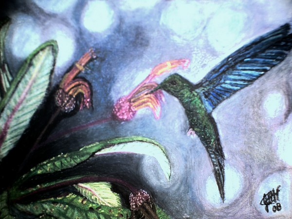 Great Sapphirewing Hummingbird