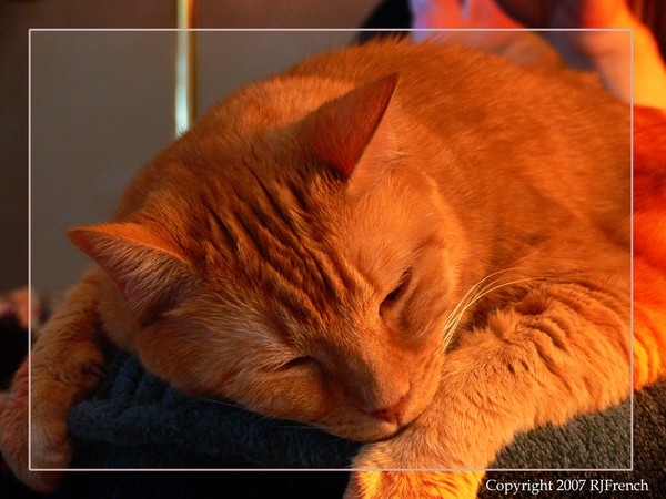 Sacked Cat