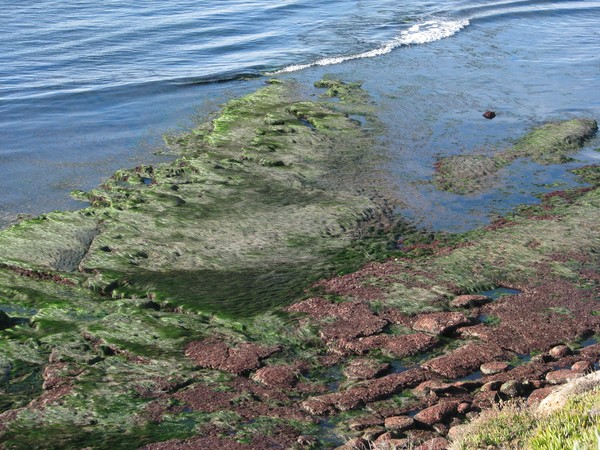 Low Tide at Sunset Cliffs