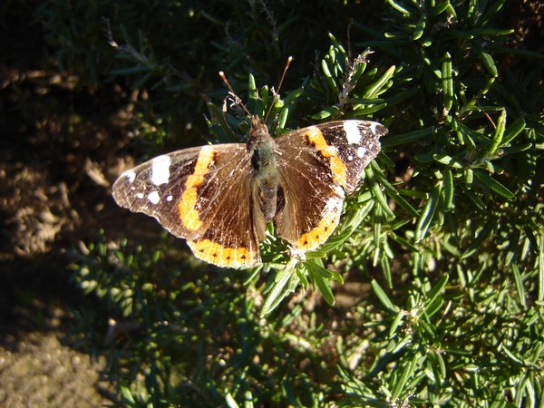 A Beautiful Moth 