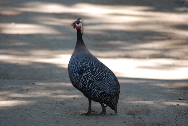 Wild Turkey