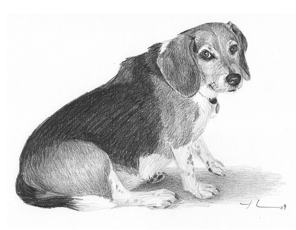 wp-lg beagle pencil drawing