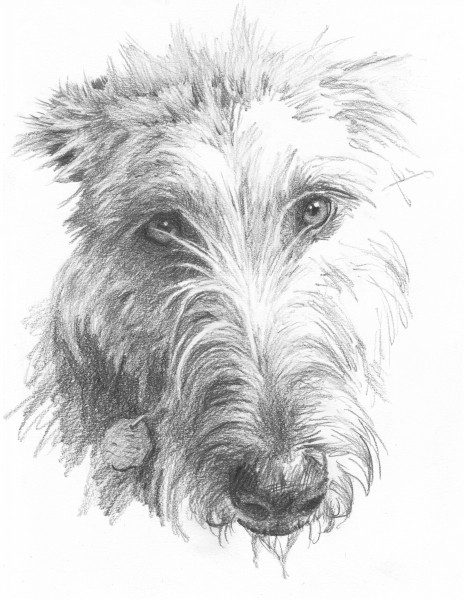 wolf hound pencil portrait