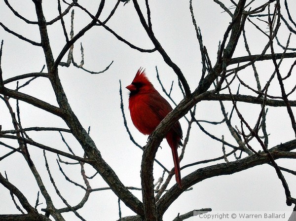 Northern Cardinal 2/23/2013