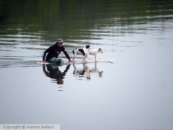Dog's Best Friend