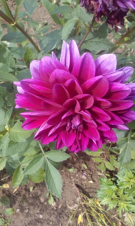 Dhalia