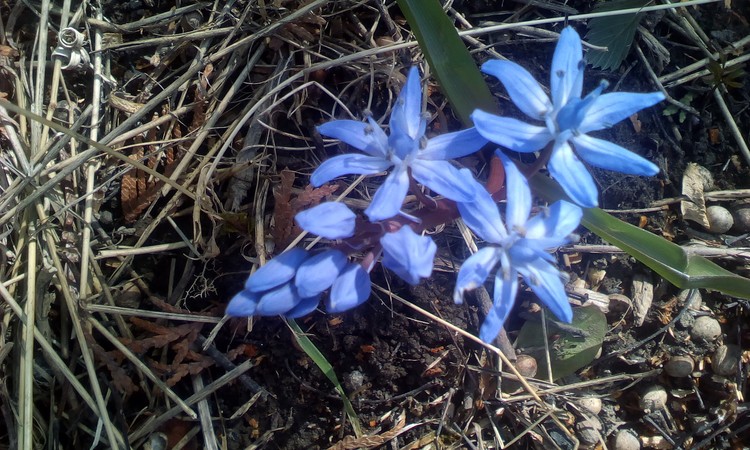 Blue wild flower in my courtyard