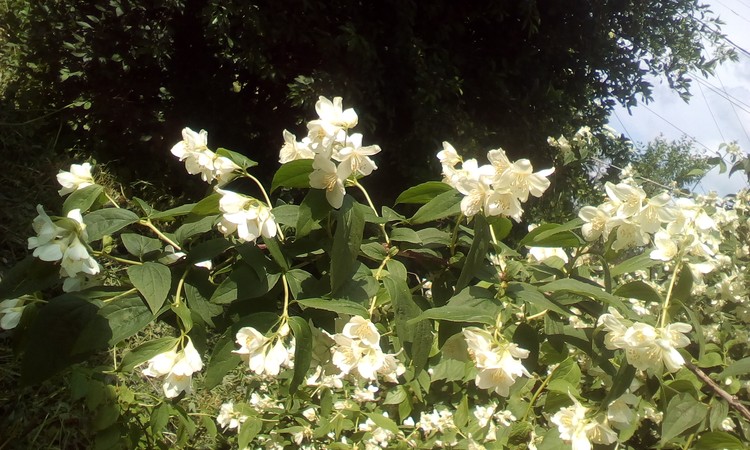 Jasmin little branch