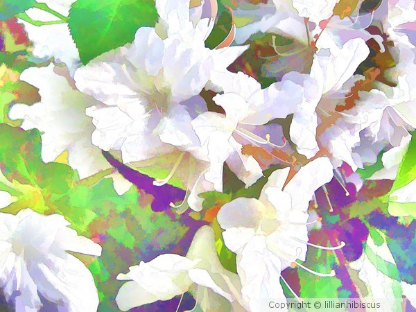 White Azaleas