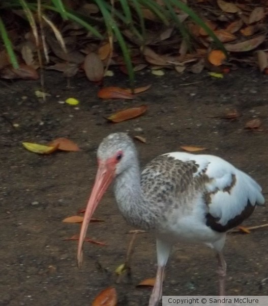 Florida Bird
