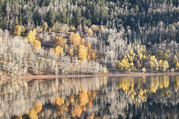REFLECTIONS