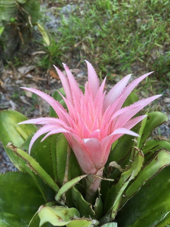 CACTUS FLOWER