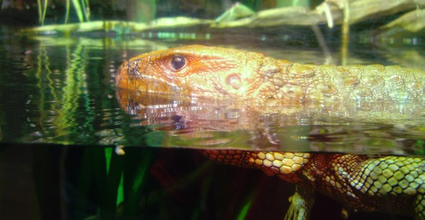 Caiman at Shed Aquarium