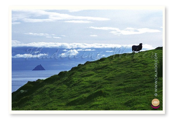 •The Skelligs & The Sheep•