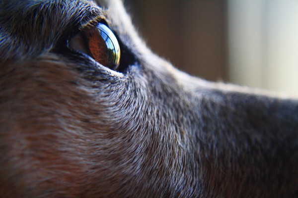 Window Gazing