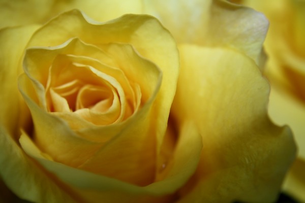 Yellow Rose