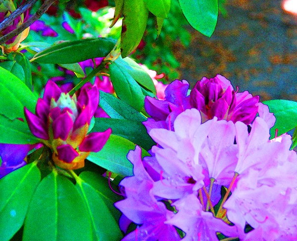 Azalias9