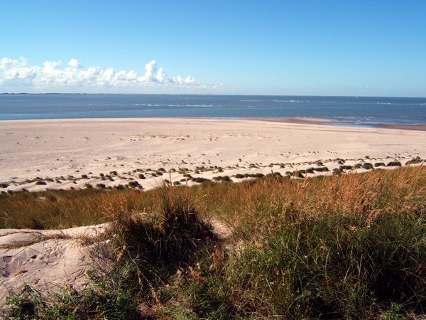 Marram grass