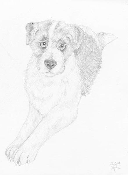 Jack Russell Terrier