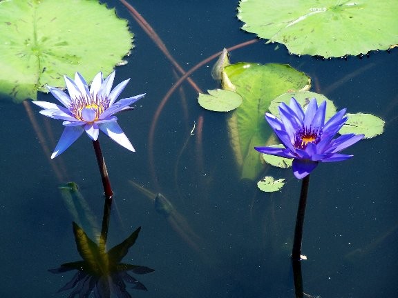 Water lily