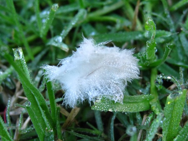 Wetness in  my garden1