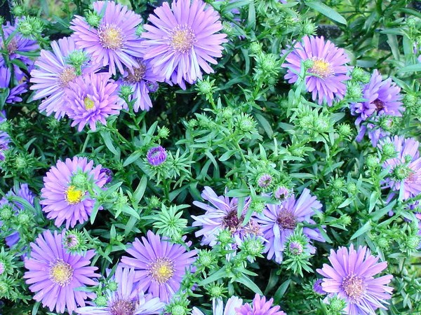 Flowers at the Windsor Fair 03
