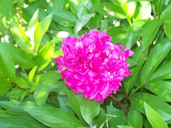 Peony-Benjamin Franklin