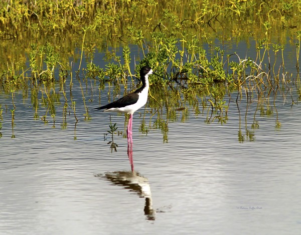 Black-Necked Stilt II