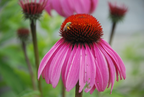 Bee Finds the Pollen