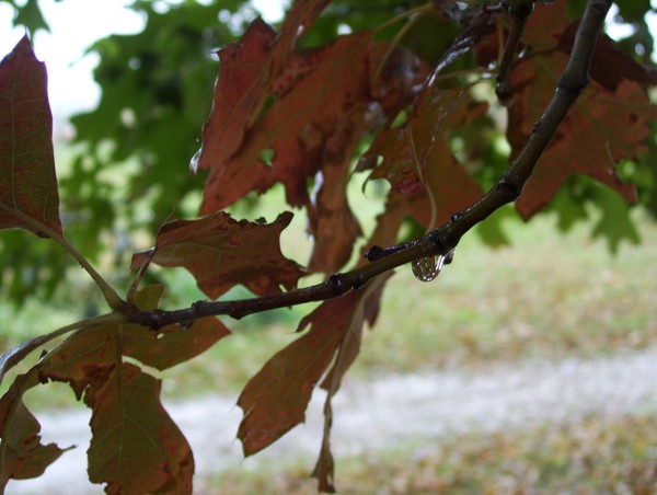 watery leaves