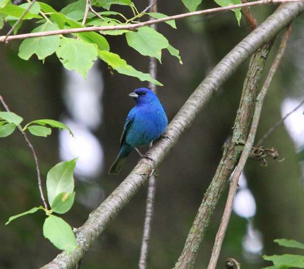 Indigo Bunting