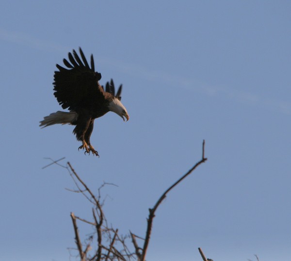 Eagle Landing