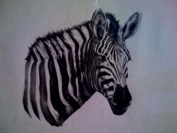 The Fierce Zebra