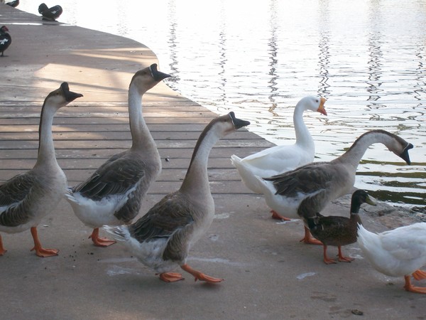 Geese
