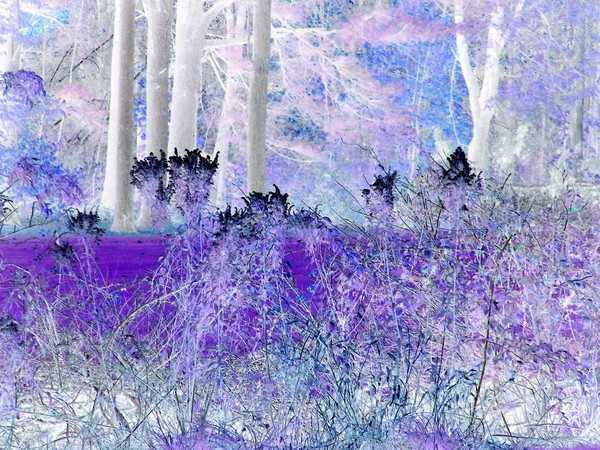 North Woods