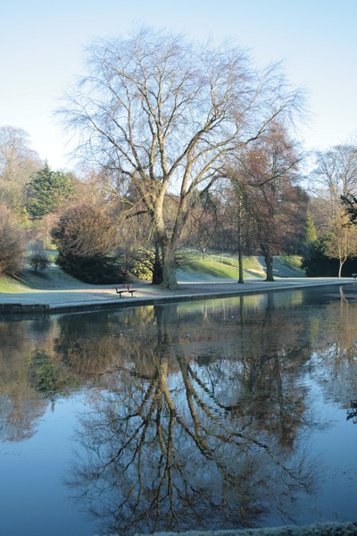 Tree reflections,Bushy Ruff