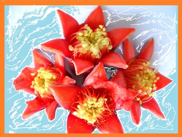 Orange flowers
