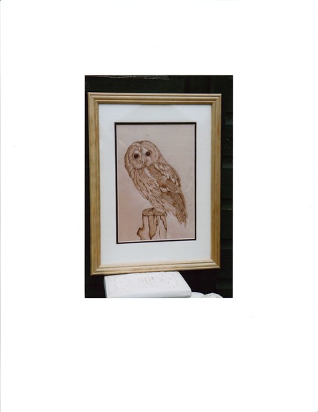 Tawny Owl on Kangaroo hide