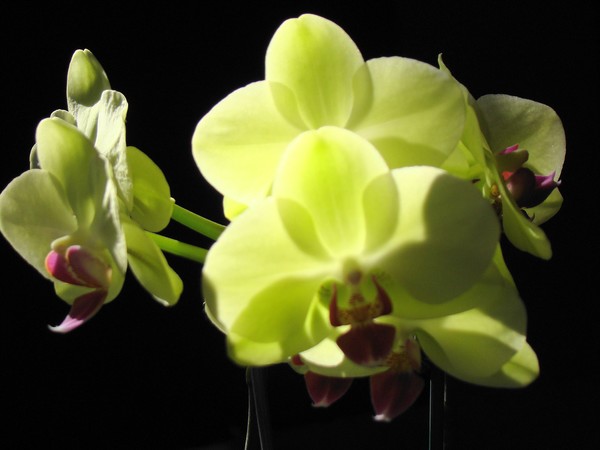 Flower Power