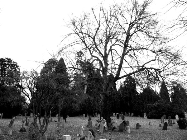 Winter Tree 6