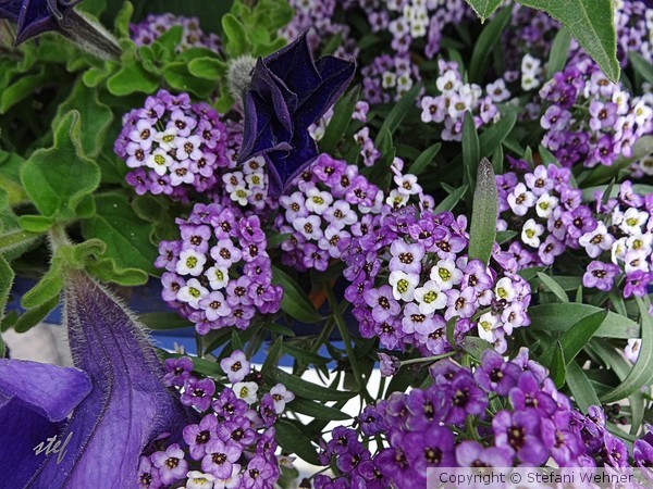 flower candies