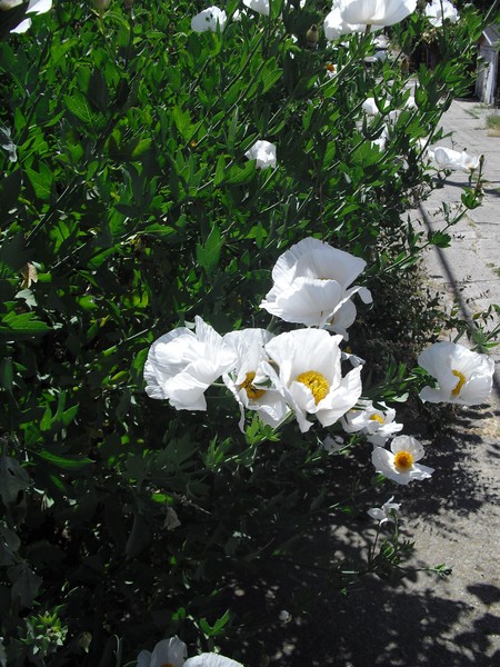 Alley Flowers