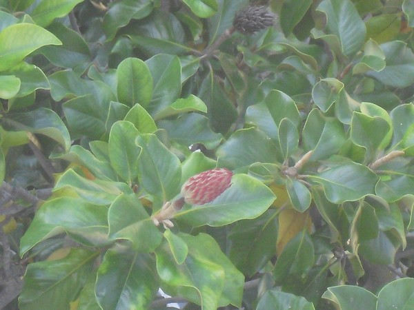 Red Magnolias