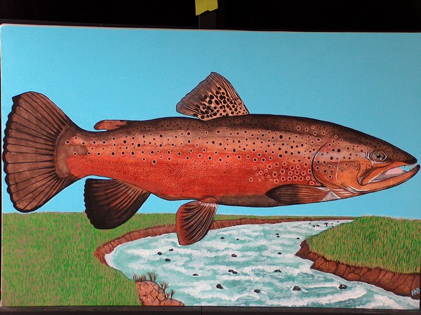 brown trout