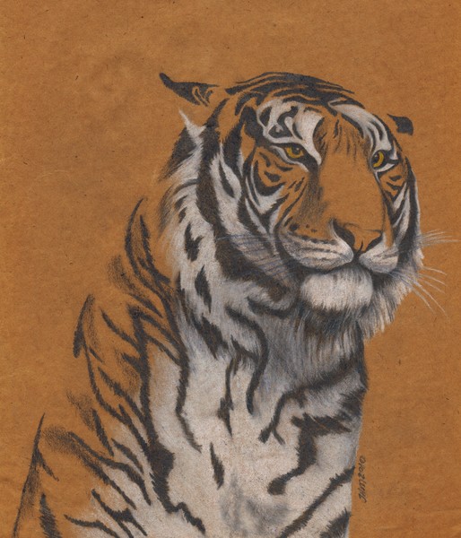 Tiger portrait
