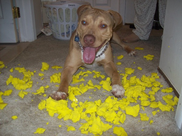 happy dog